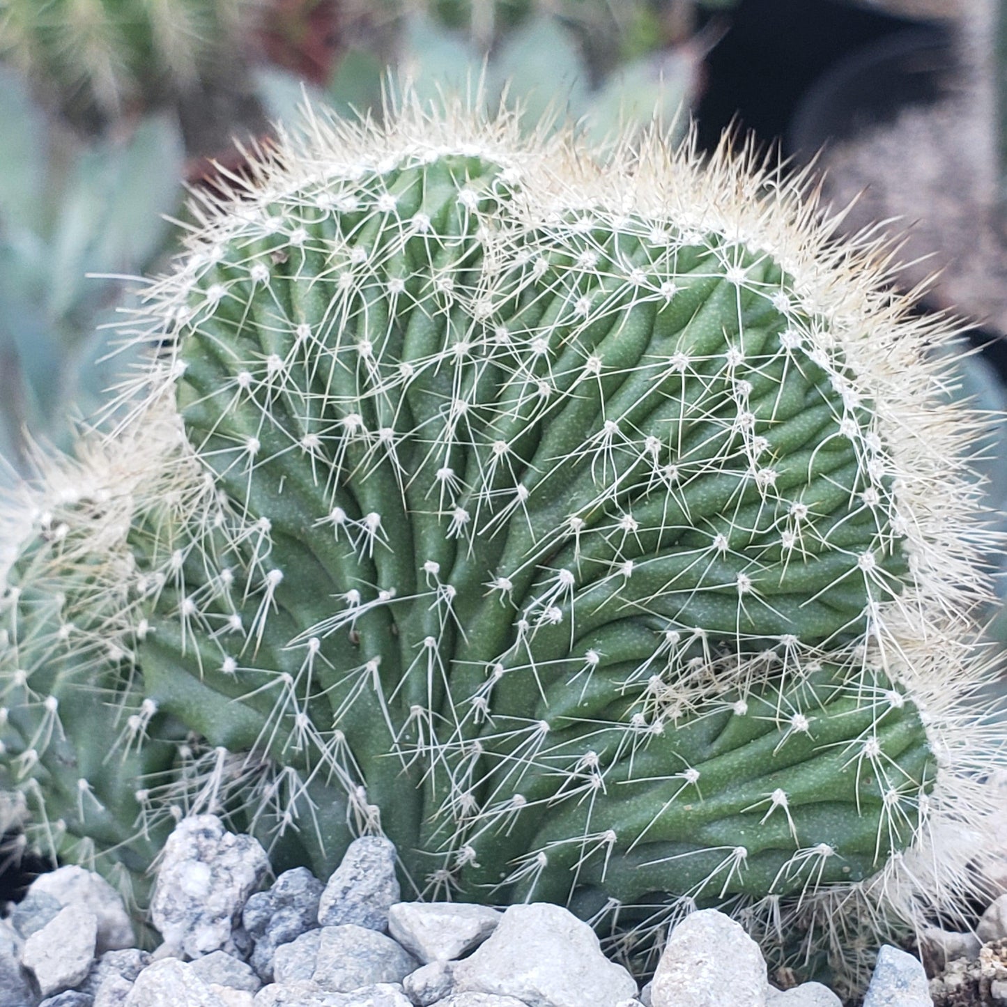 Neobuxbaumia polylopha cristata