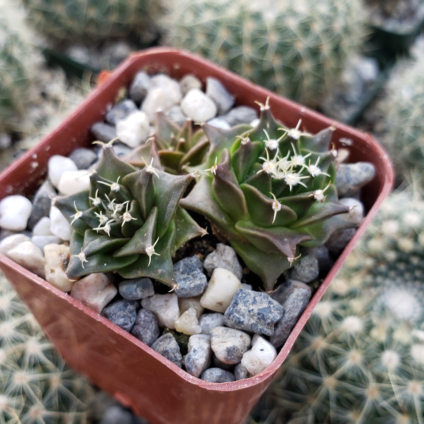 Obregonia denegrii
