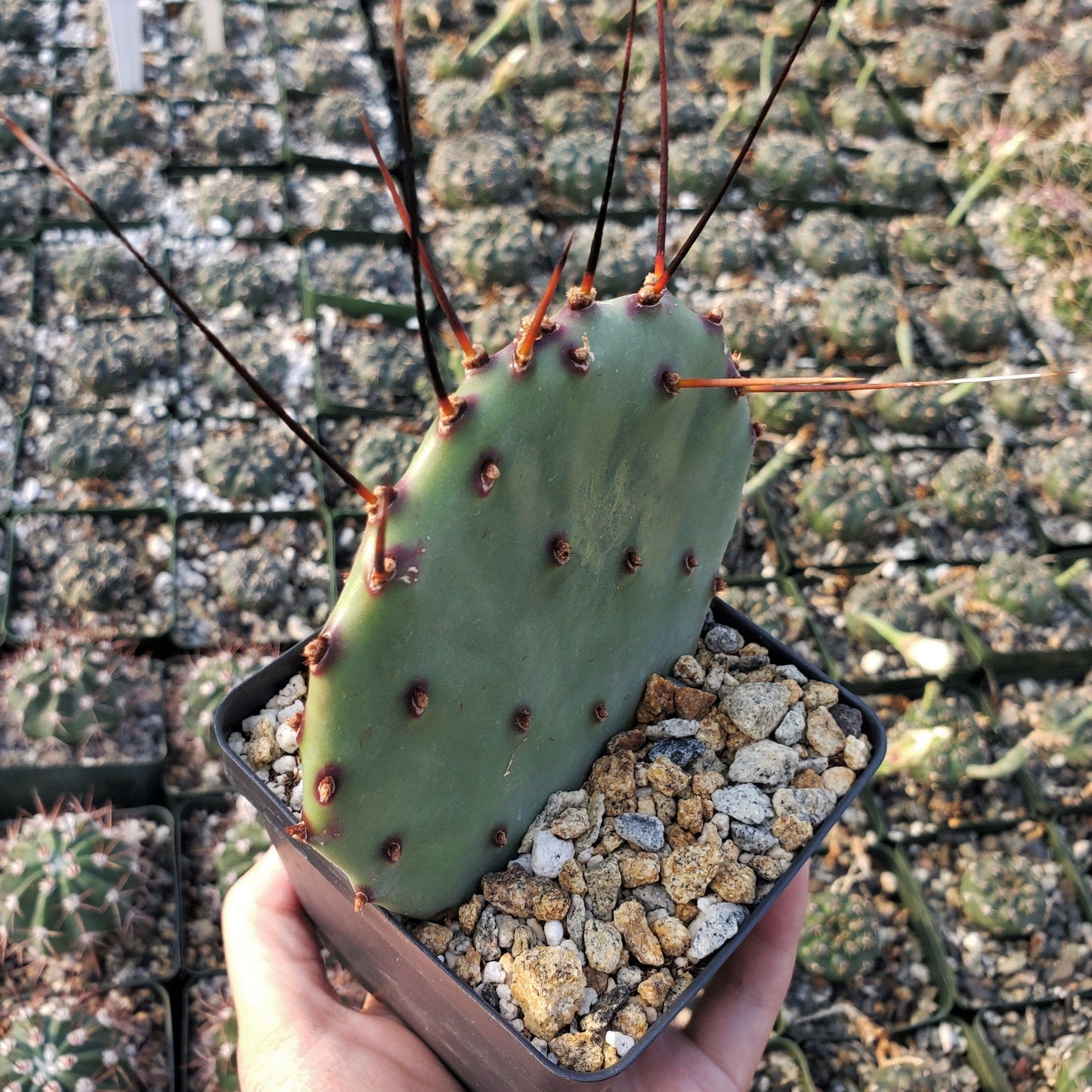 Purple Prickly Pear 'Opuntia macrocentra'