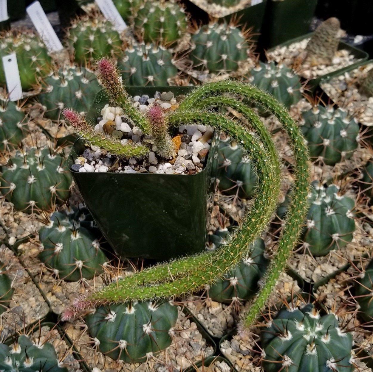 Rat Tail cactus 'Aporocactus flagelliformis'