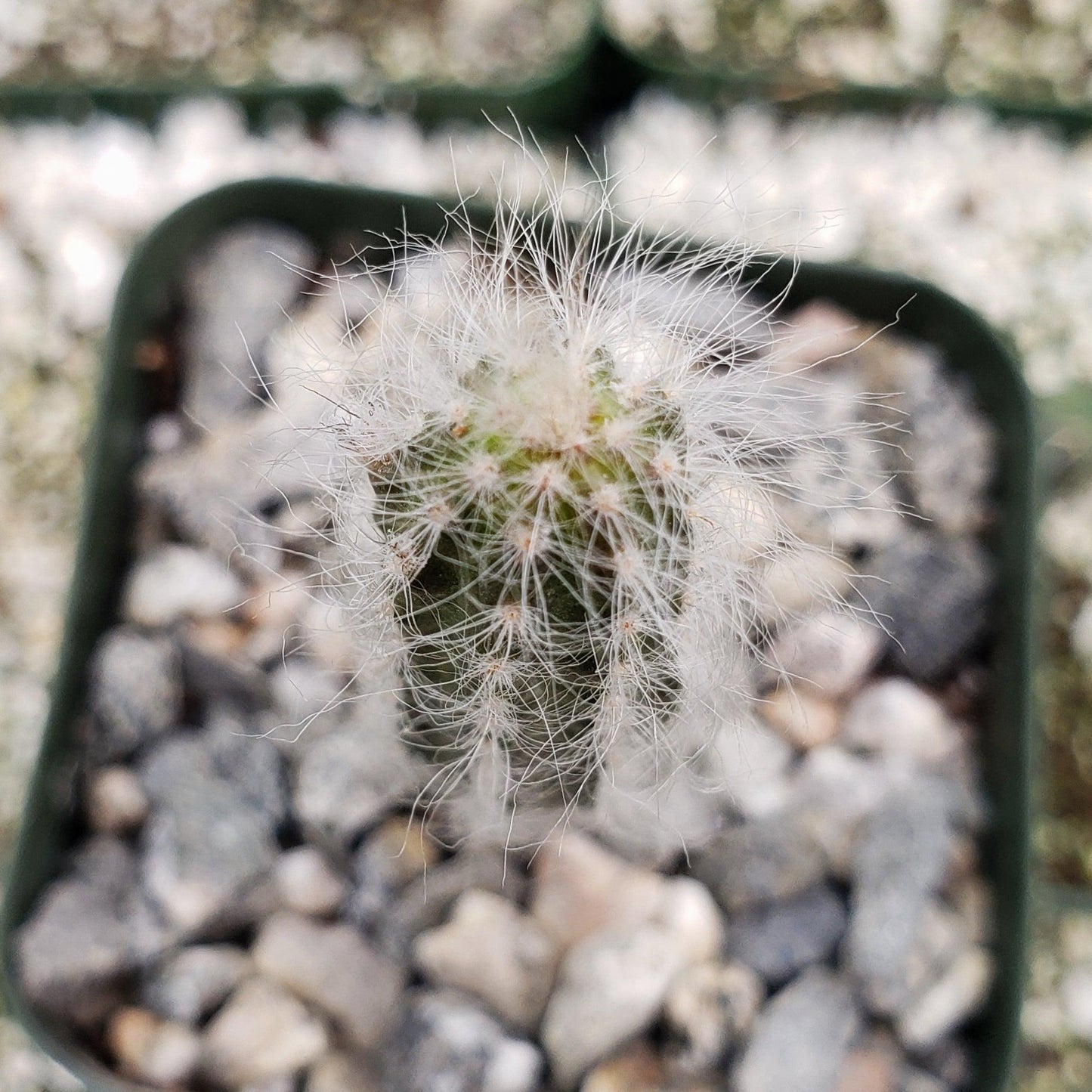 Wilcoxia schmollii