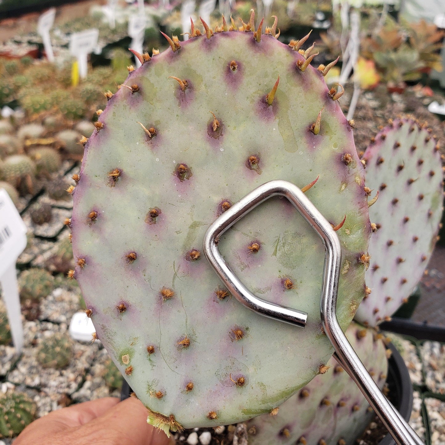 Opuntia Santa Rita Prickly Pear