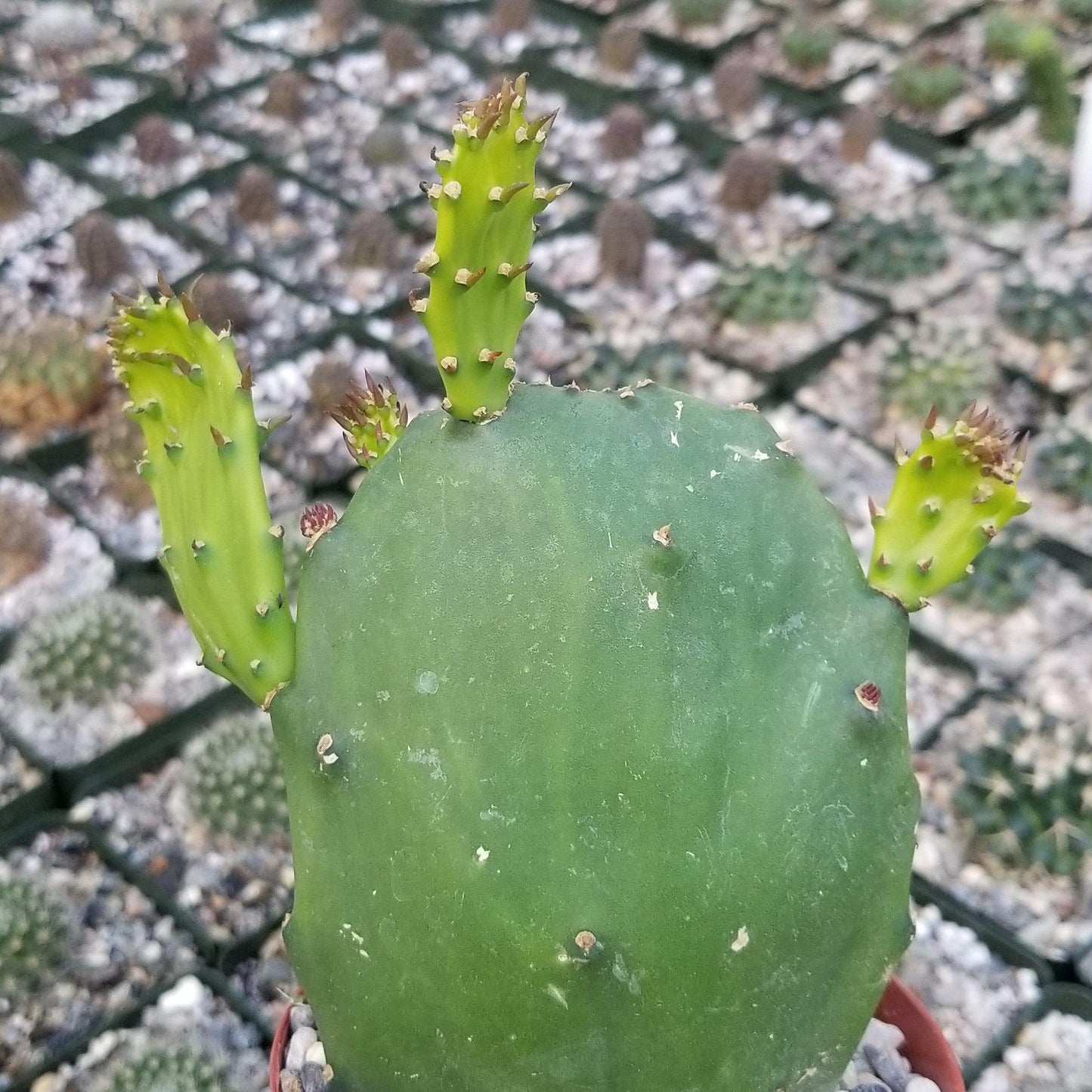 Opuntia ellisian 'Spineless Prickly Pear'