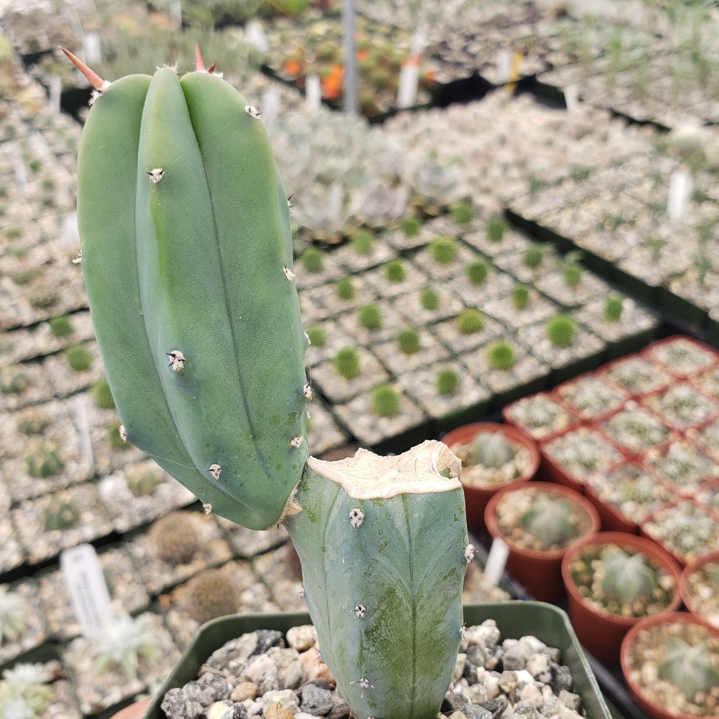 Myrtillocactus geometrizans trimmed