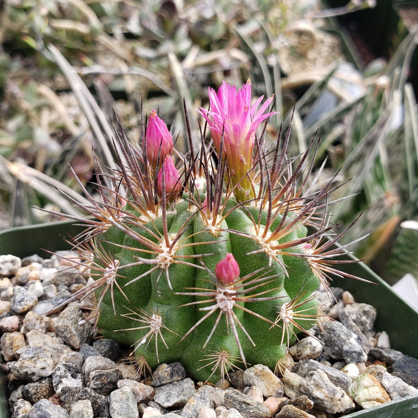 Neochilenia wagenknechtii