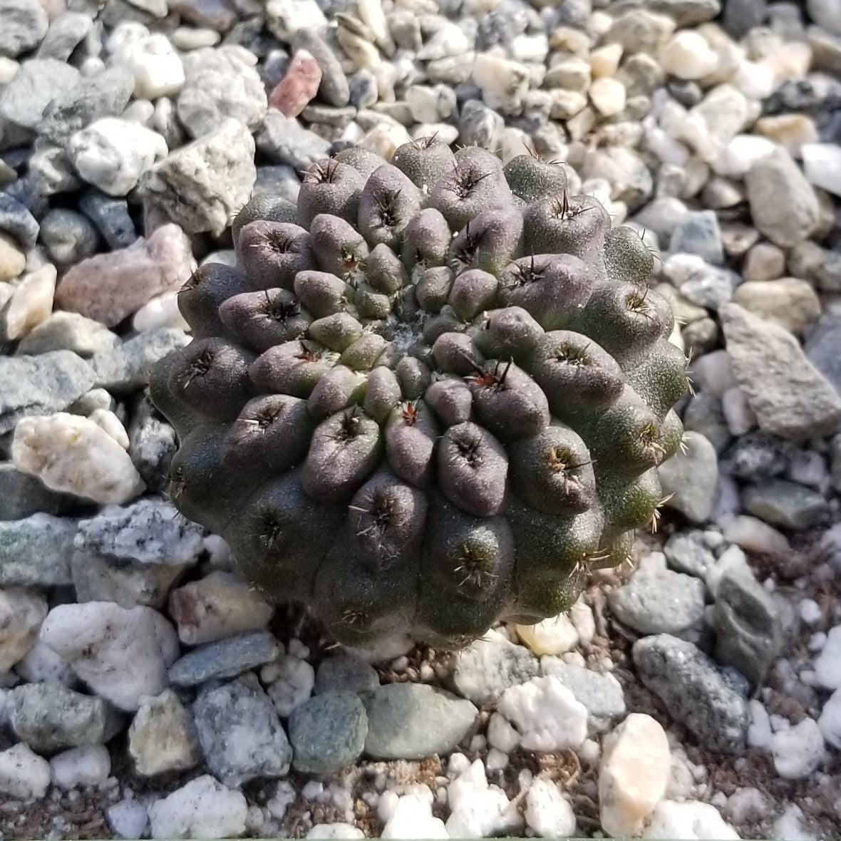 Neochilenia vexata