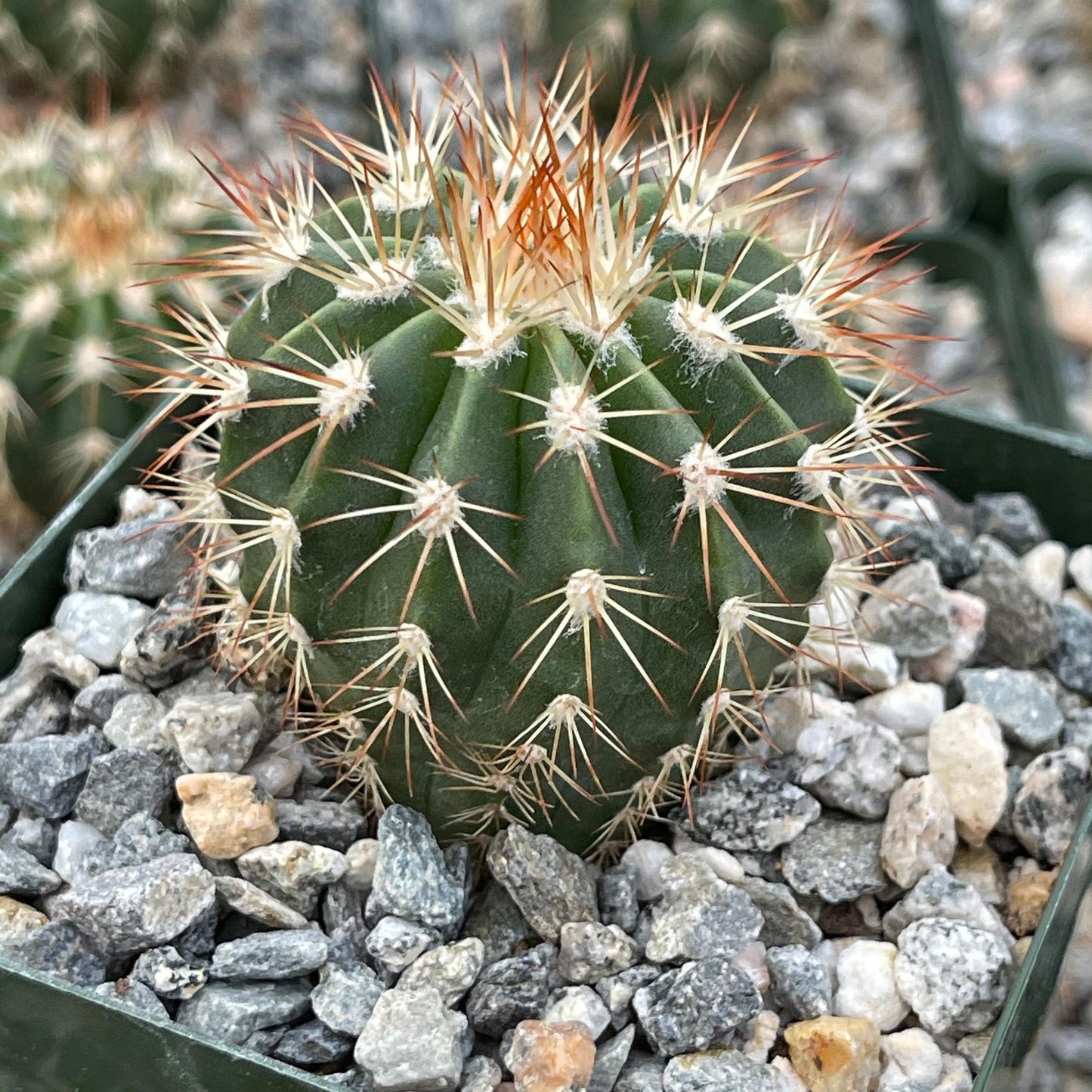 Melocactus guitartii