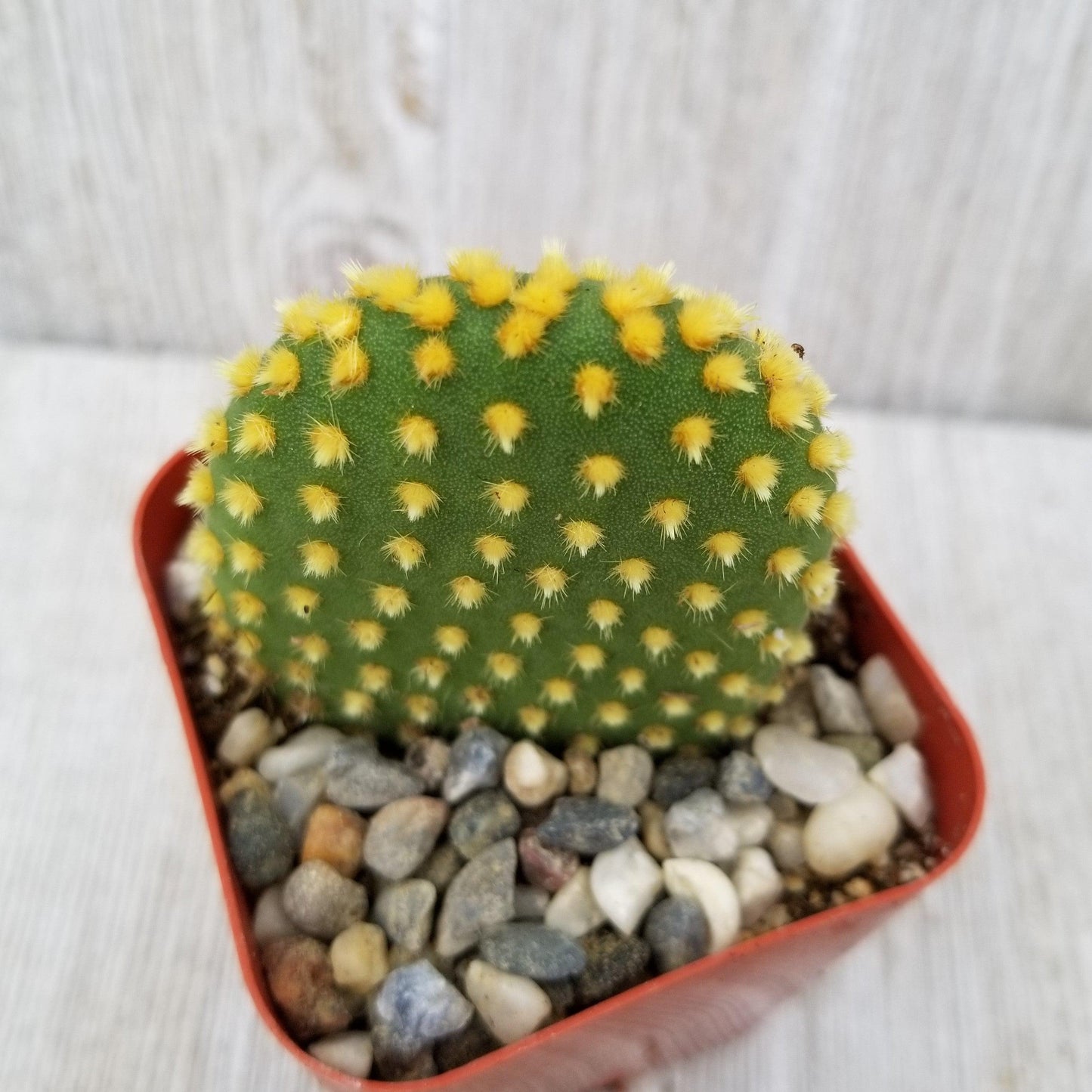 Bunny Ear Cactus 'Opuntia microdasys'