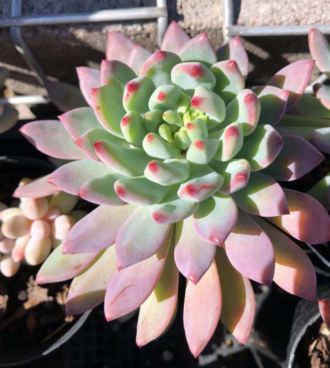 Sedeveria blue elf SMALL