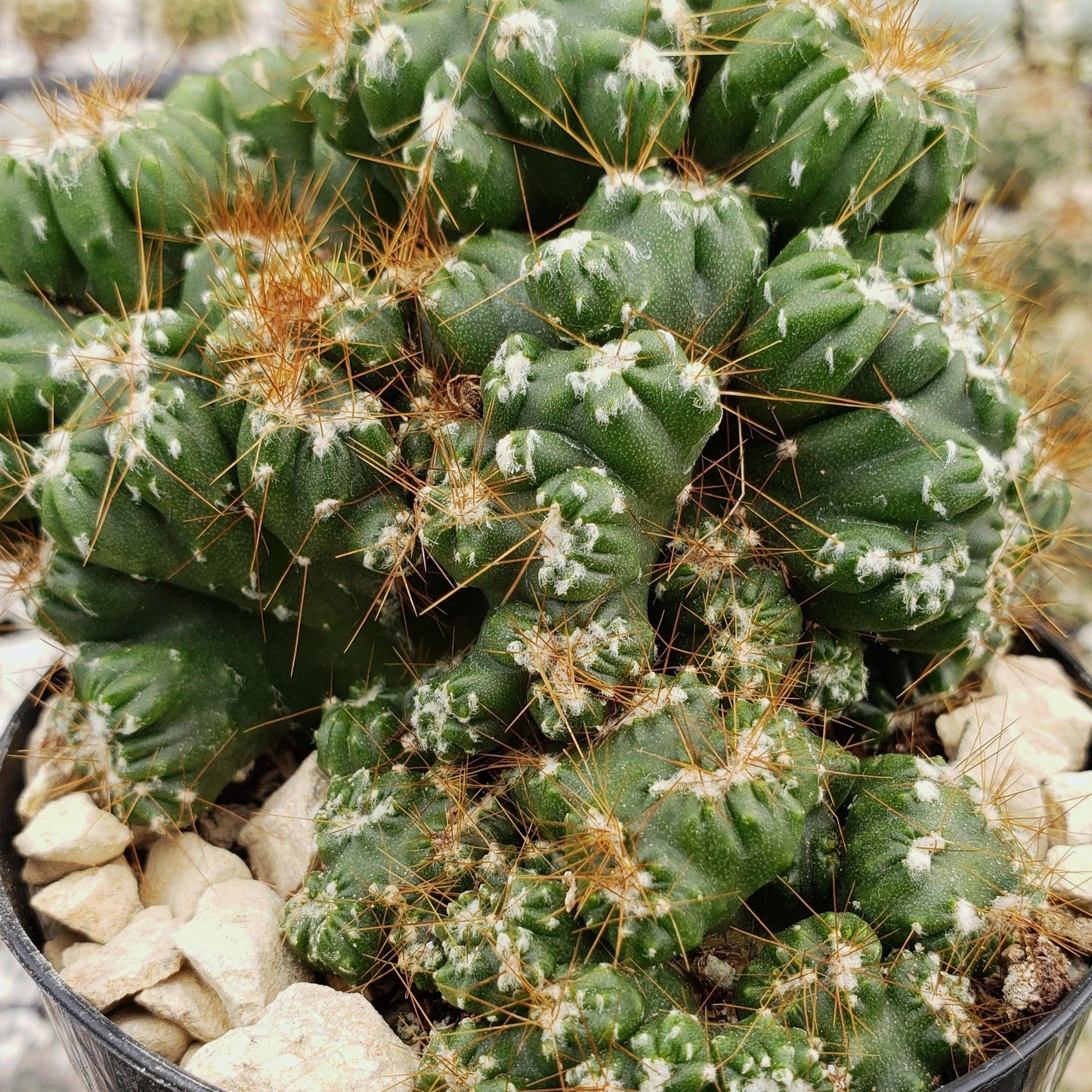 Cereus peruvianus monstrose 'Petra'