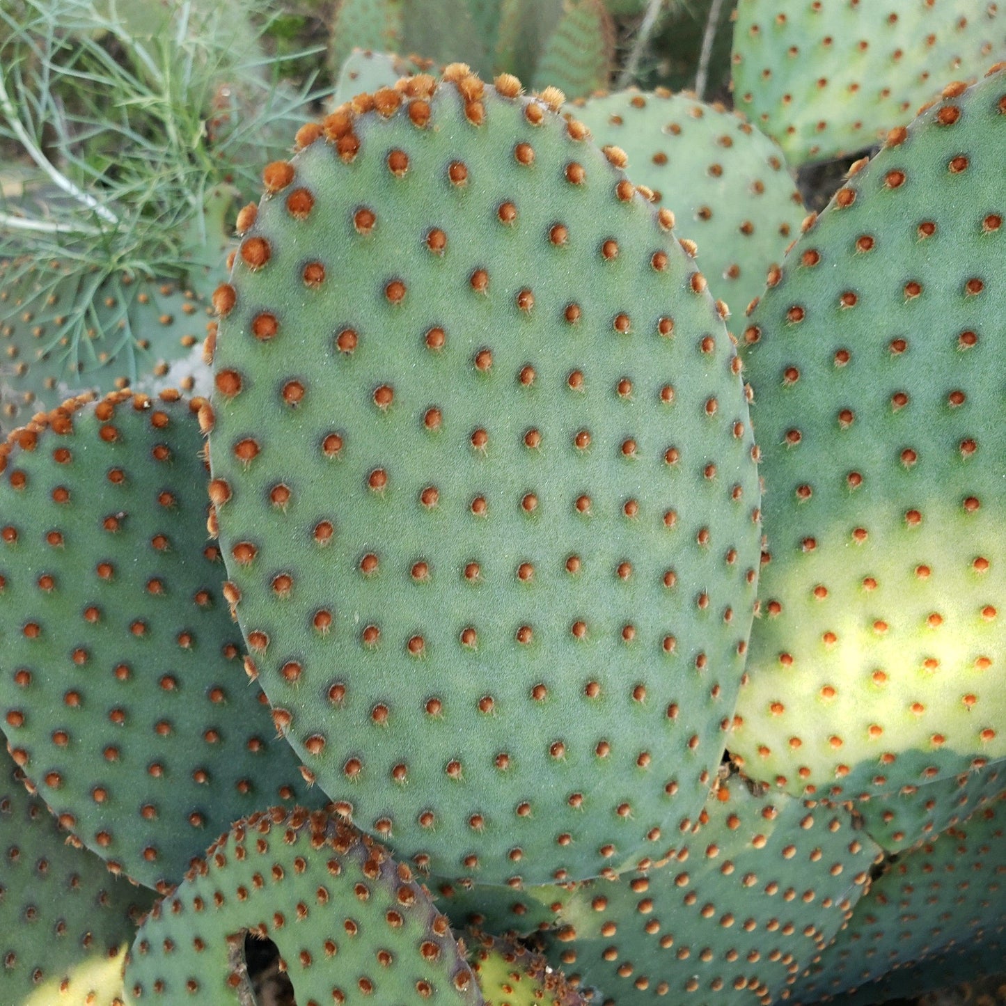 Opuntia microdasys rufida