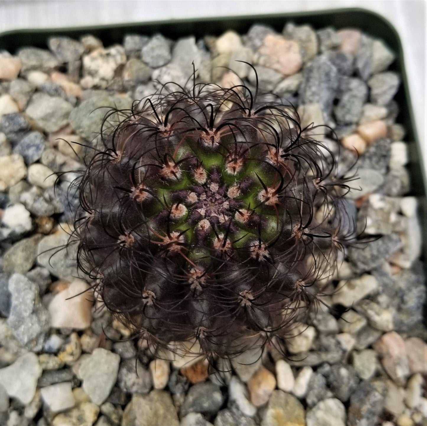 Neoporteria multicolor