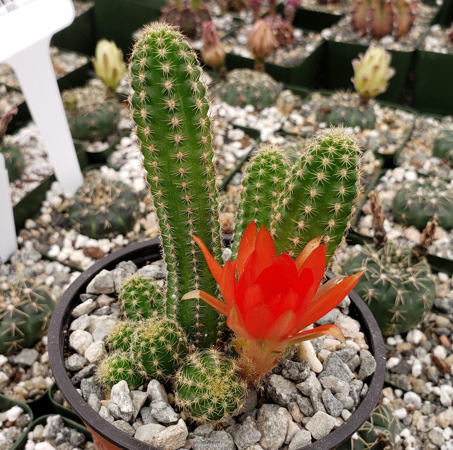 Peanut Cactus ‘Echinopsis chamaecereus’