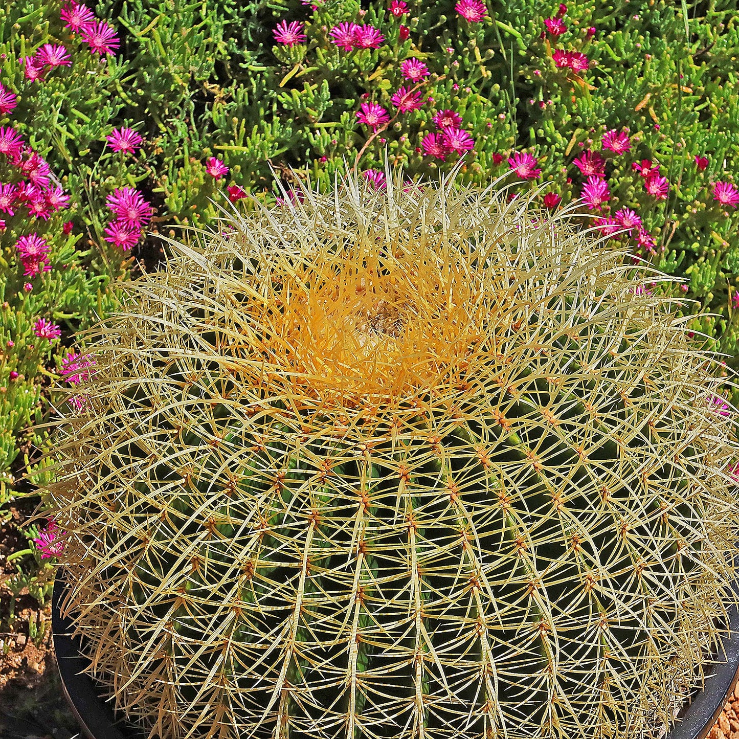 Golden Barrel Cactus - Echinocactus grusonii