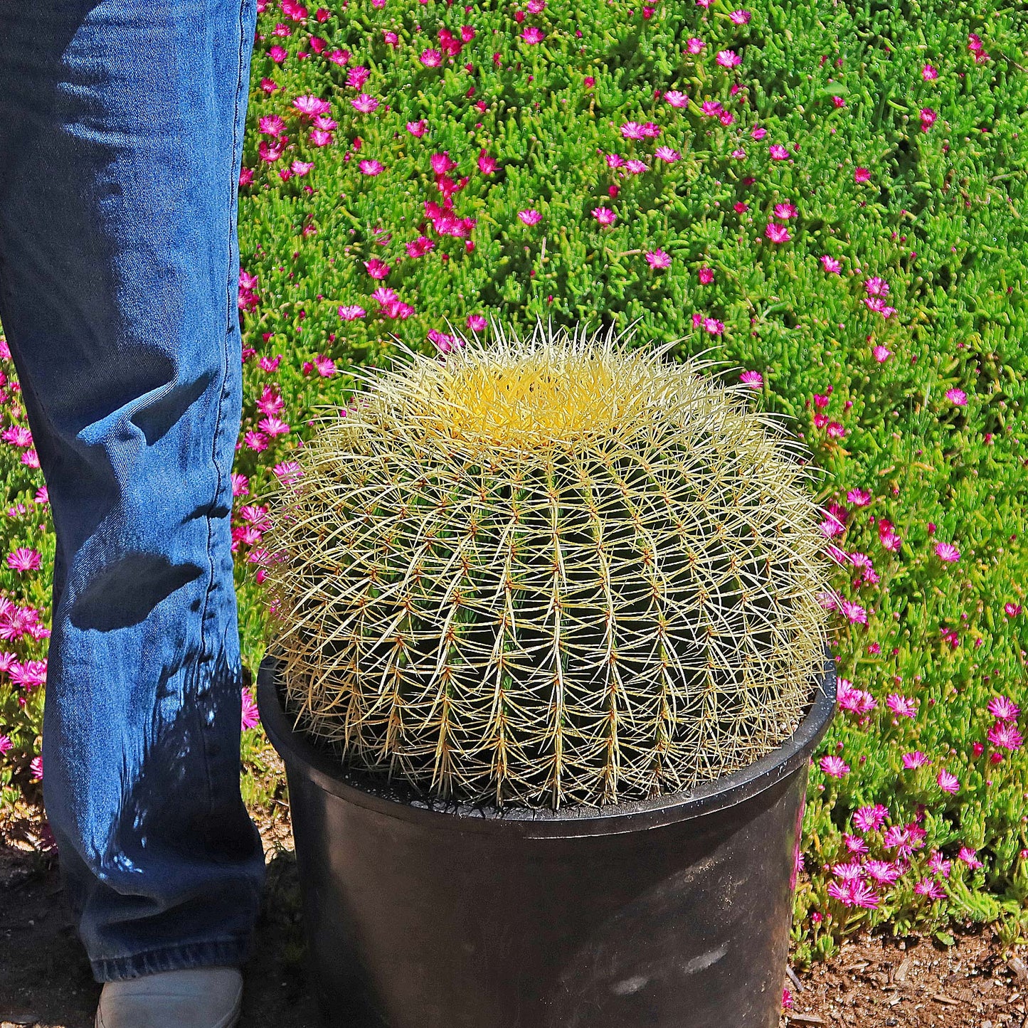 Golden Barrel Cactus - Echinocactus grusonii