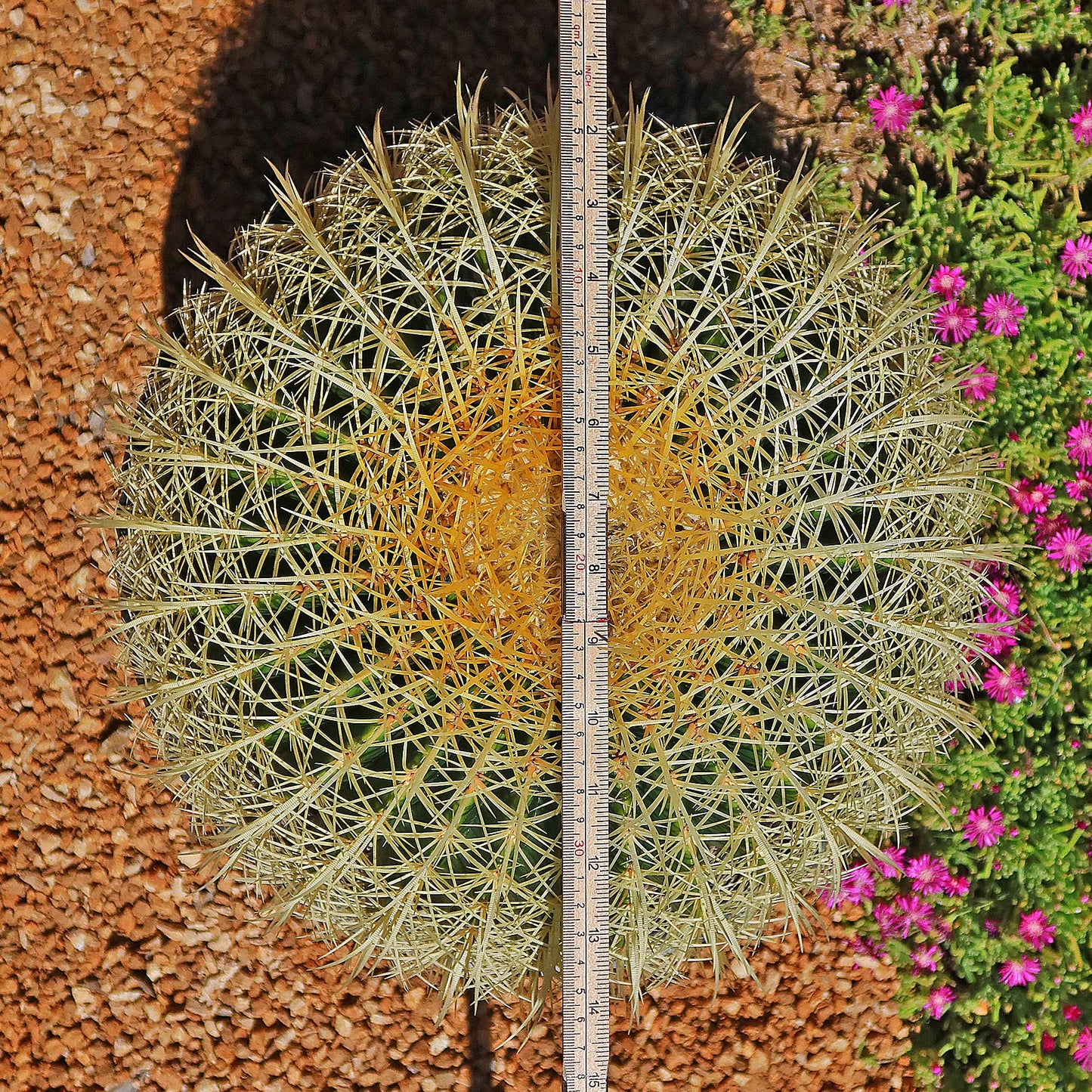 Golden Barrel Cactus - Echinocactus grusonii