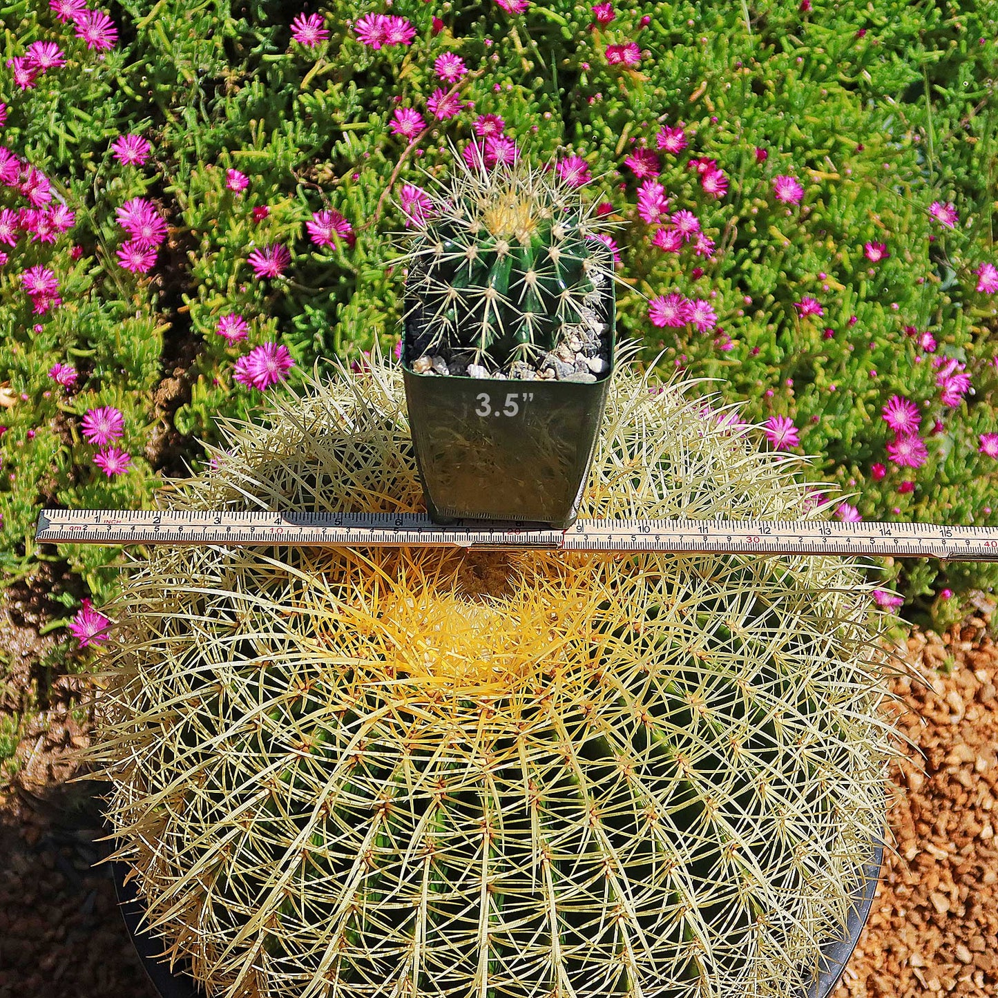 Golden Barrel Cactus - Echinocactus grusonii