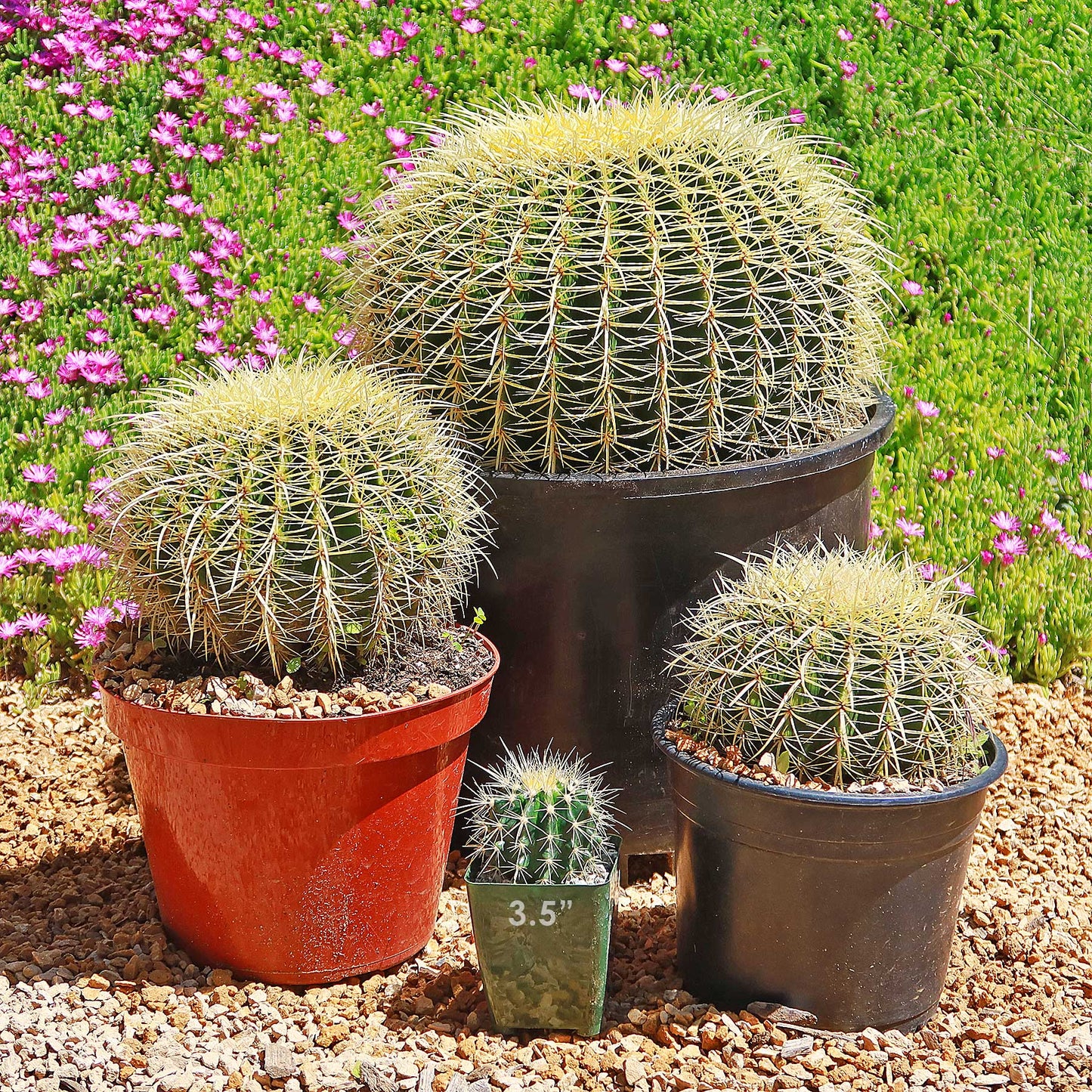 Golden Barrel Cactus - Echinocactus grusonii