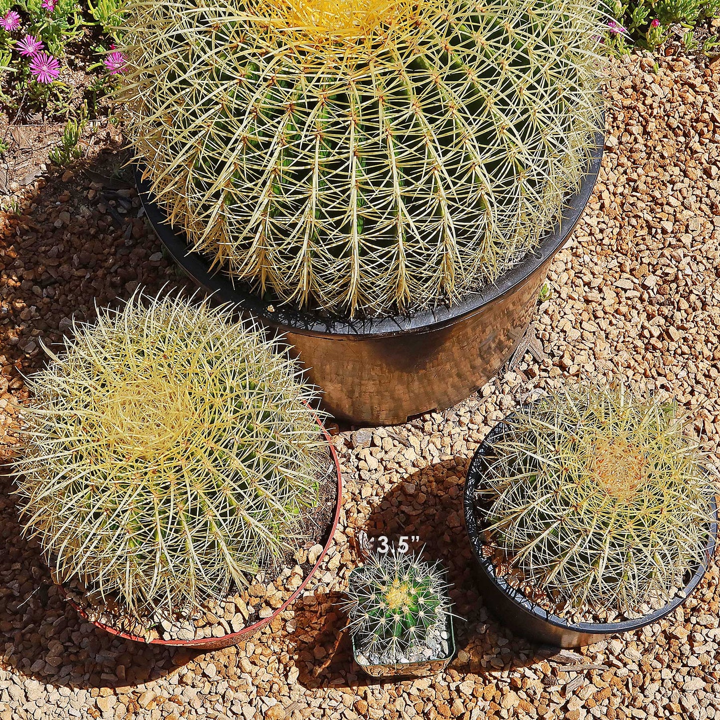 Golden Barrel Cactus - Echinocactus grusonii