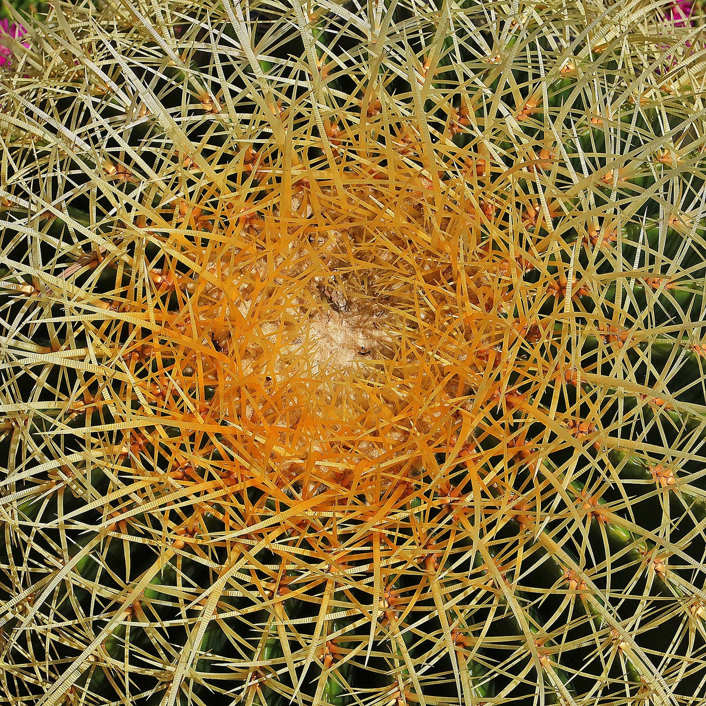 Golden Barrel Cactus - Echinocactus grusonii