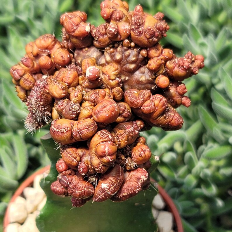 Grafted Echinopsis 'Chocolate' monstrose crested