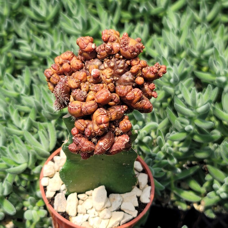 Grafted Echinopsis 'Chocolate' monstrose crested