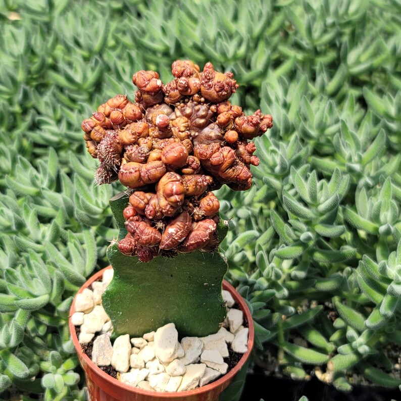 Grafted Echinopsis 'Chocolate' monstrose crested