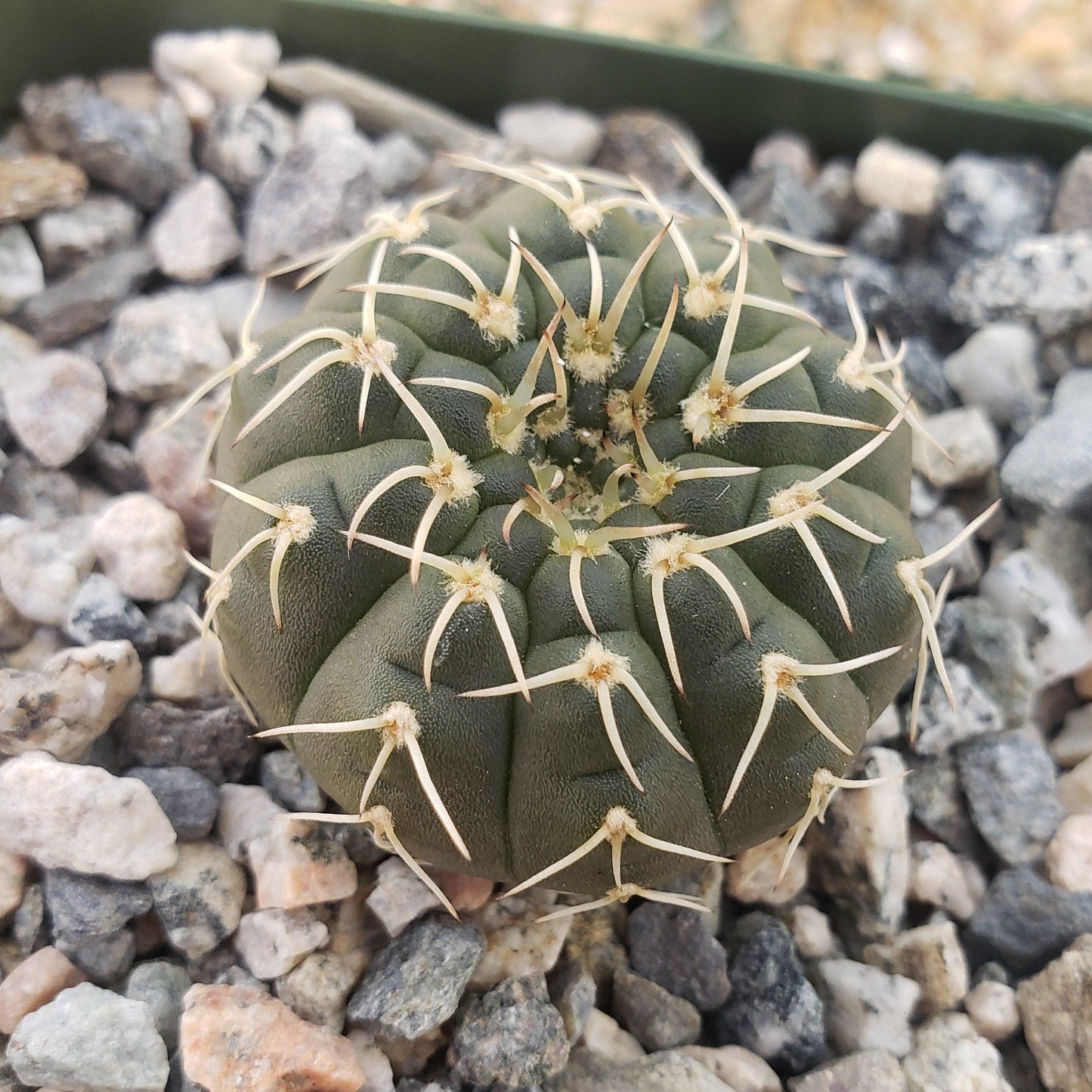 Gymnocalycium stellatum asterium