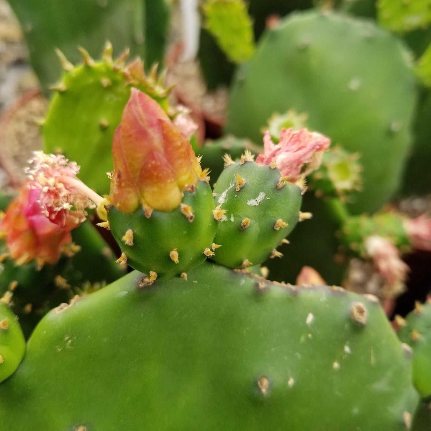 Opuntia ellisian 'Spineless Prickly Pear'