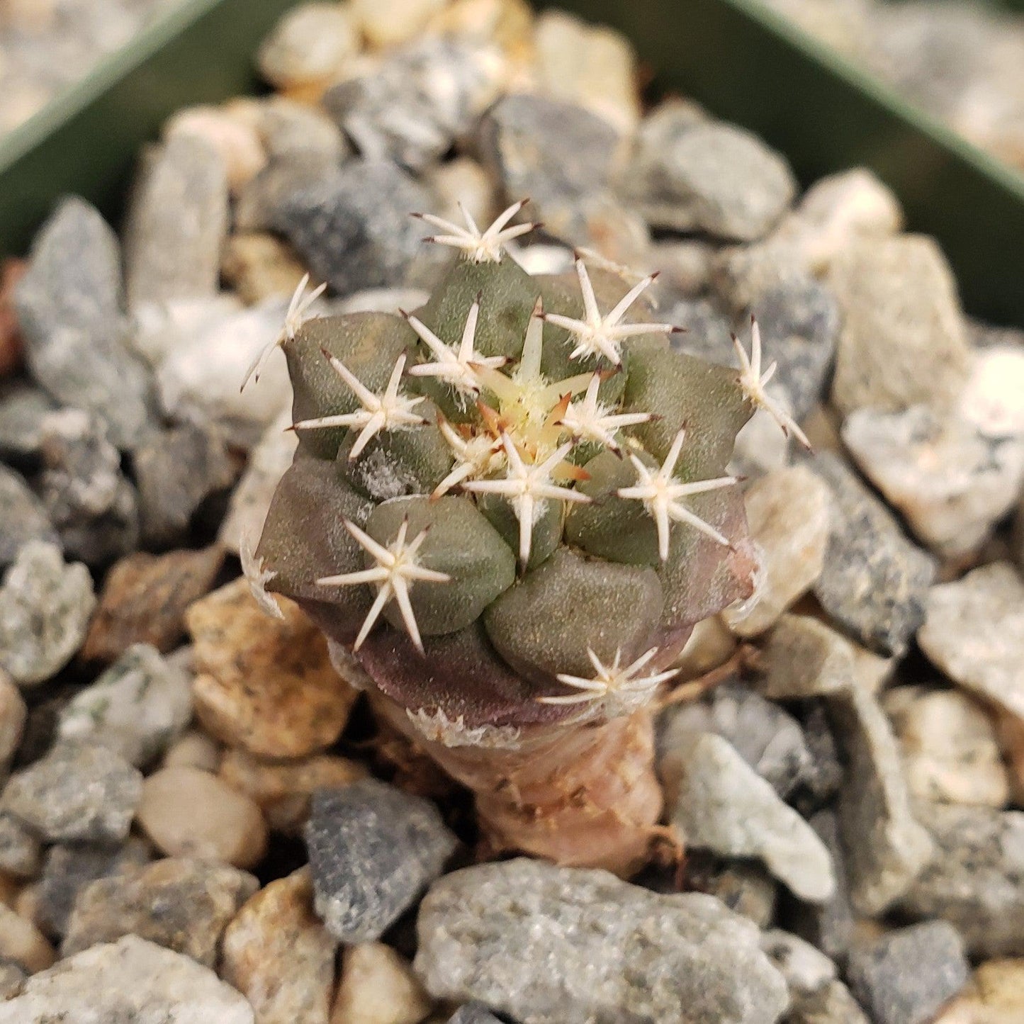 Turbinicarpus lophophoroides