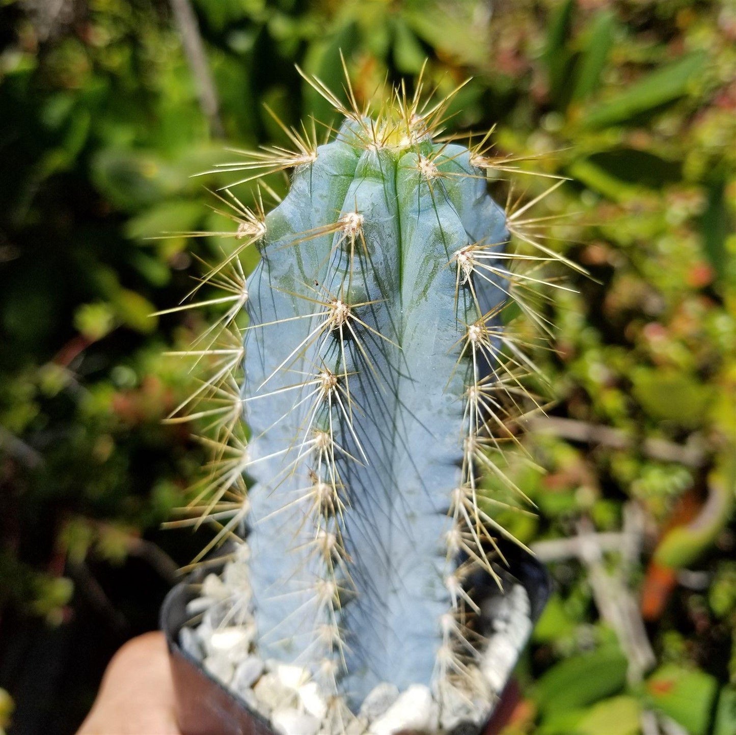 Brazilian Blue Cactus - Blue Columnar Cactus 'Pilosocereus azureus'