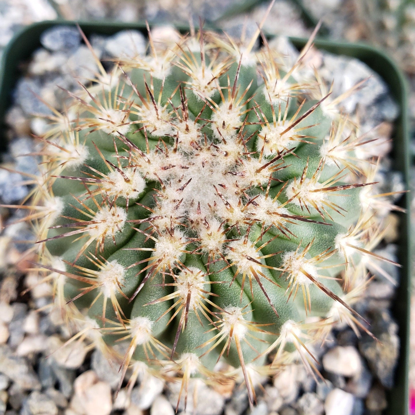 Eriosyce islayensis