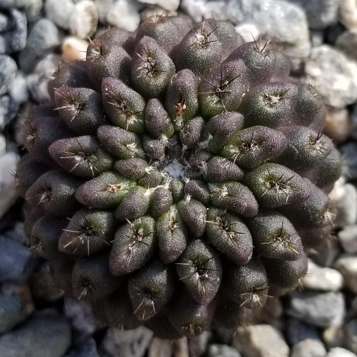Neochilenia vexata