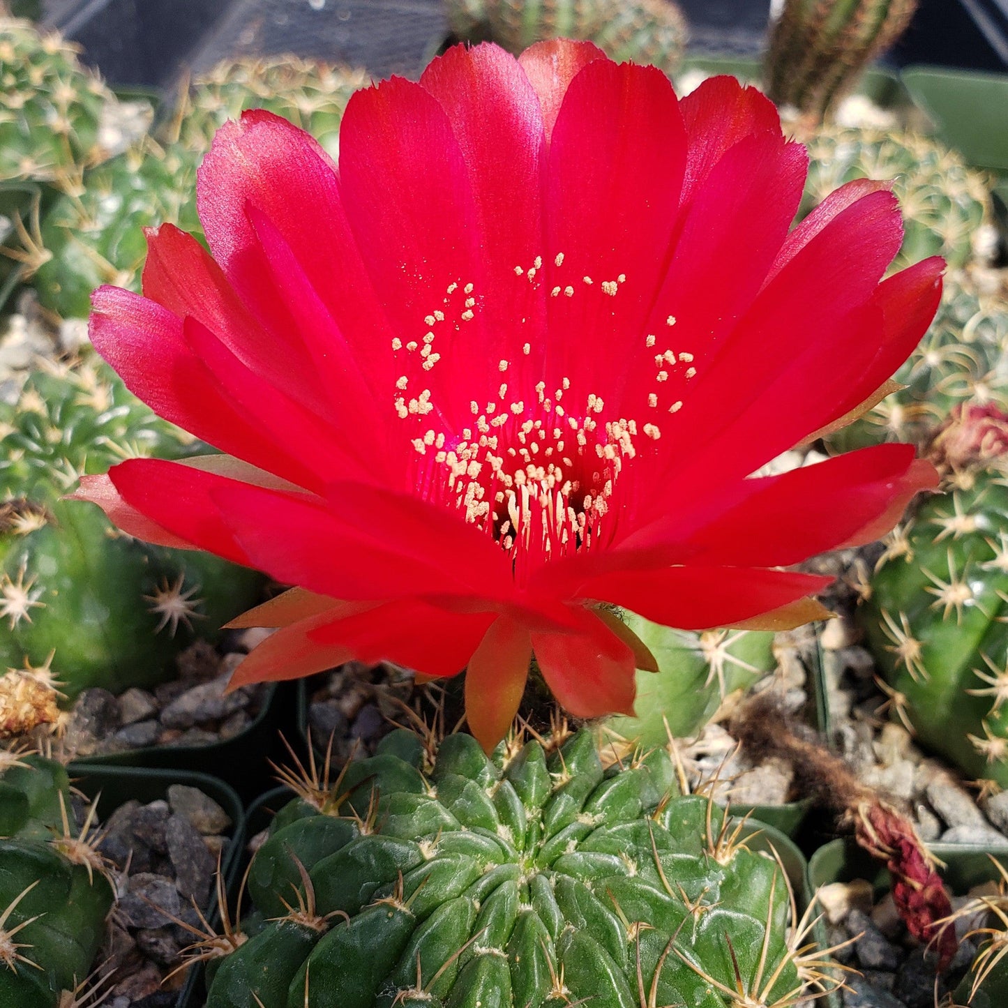 Lobivia prestoana