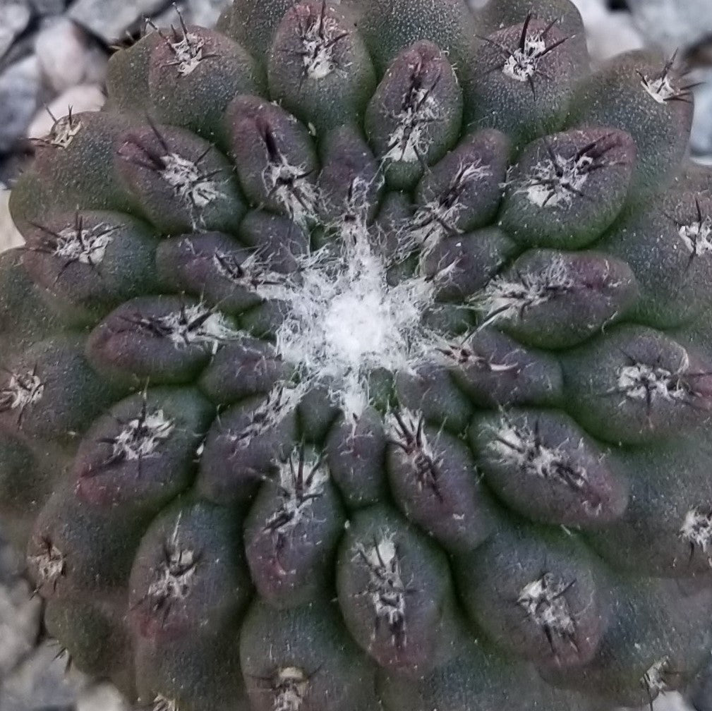 Neochilenia vexata