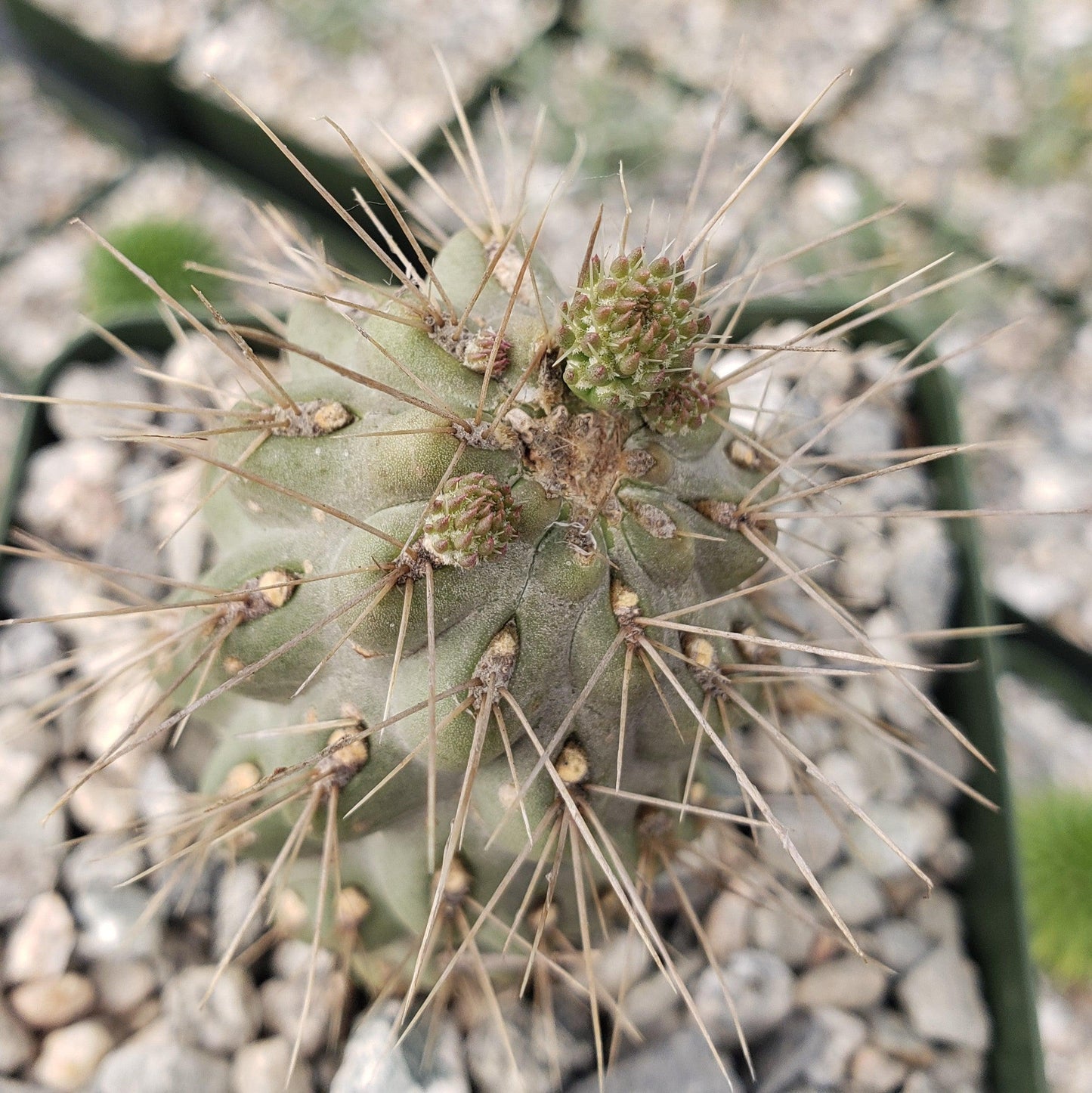 Opuntia fulgida boxing glove cactus