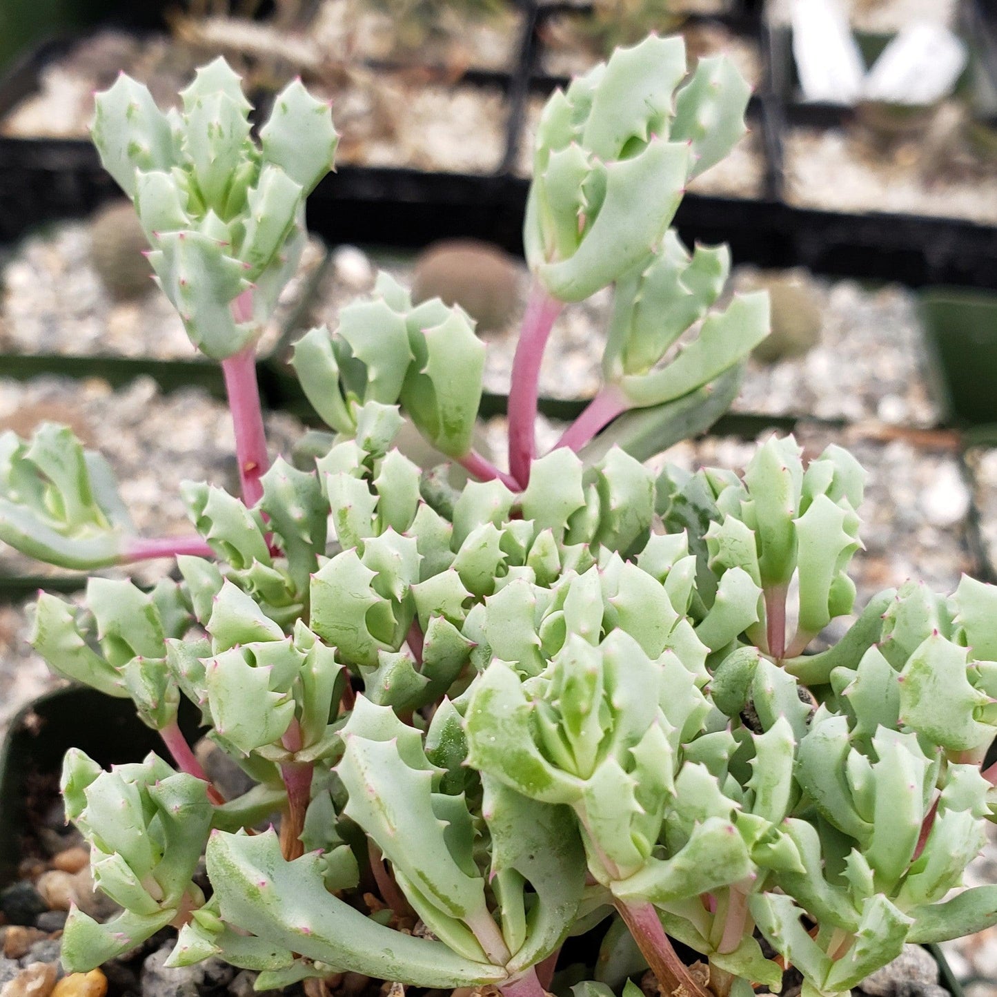 Pink Ice plant Succulent 'Oscularia deltoides'