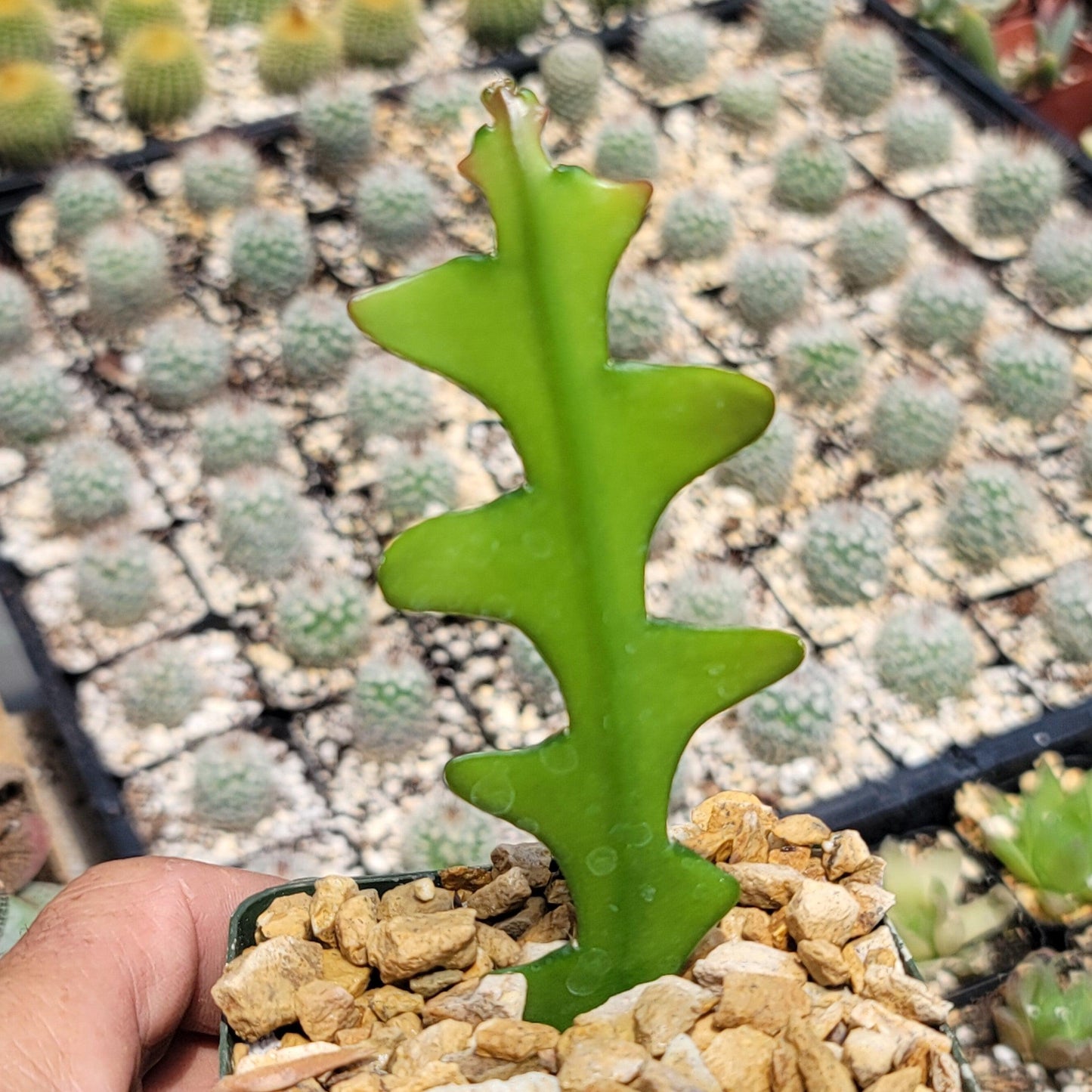 Fishbone Cactus ‘Selenicereus anthonyanus’ - Ric Rac Cactus