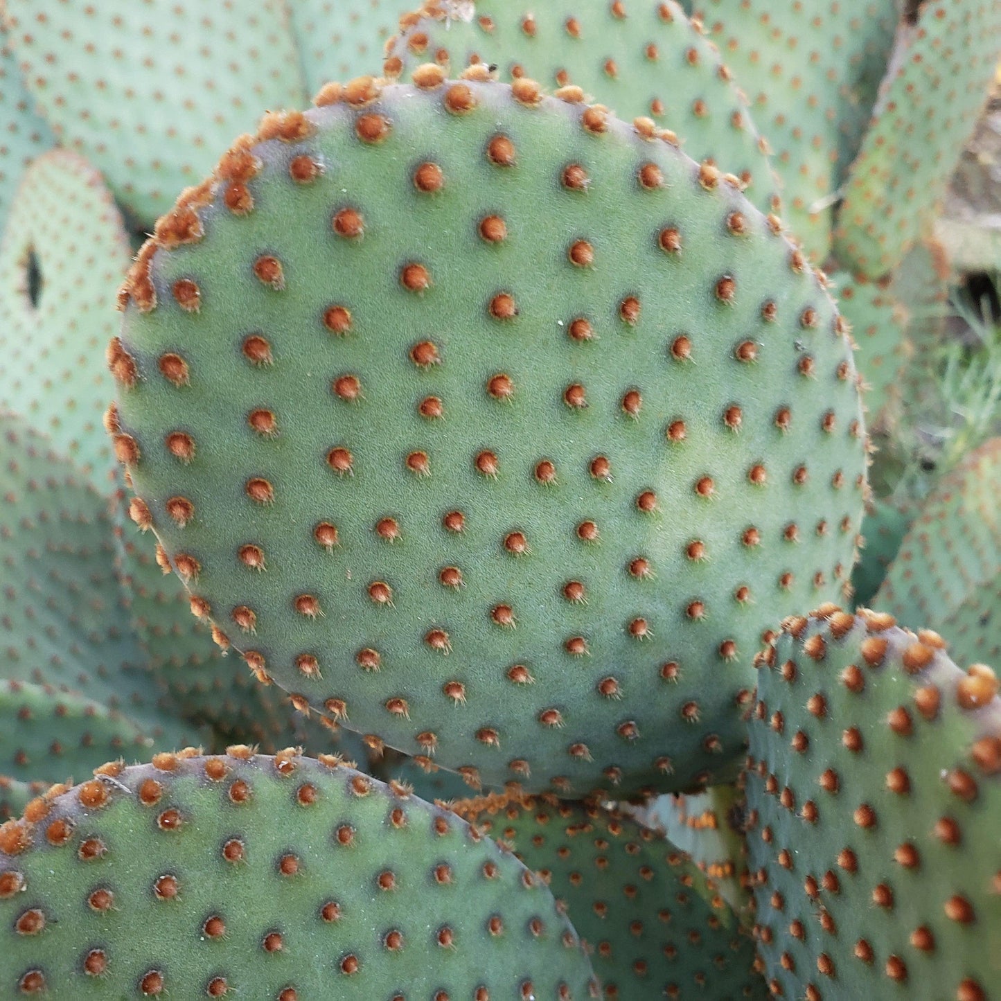 Opuntia microdasys rufida
