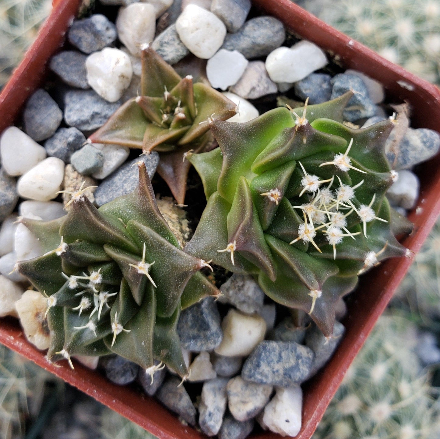 Obregonia denegrii