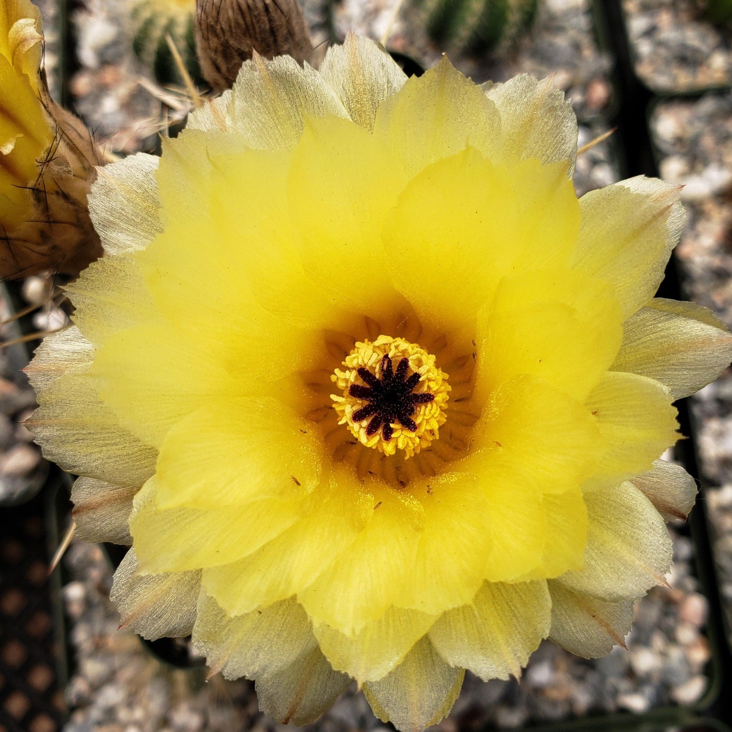 Notocactus tureczekianus