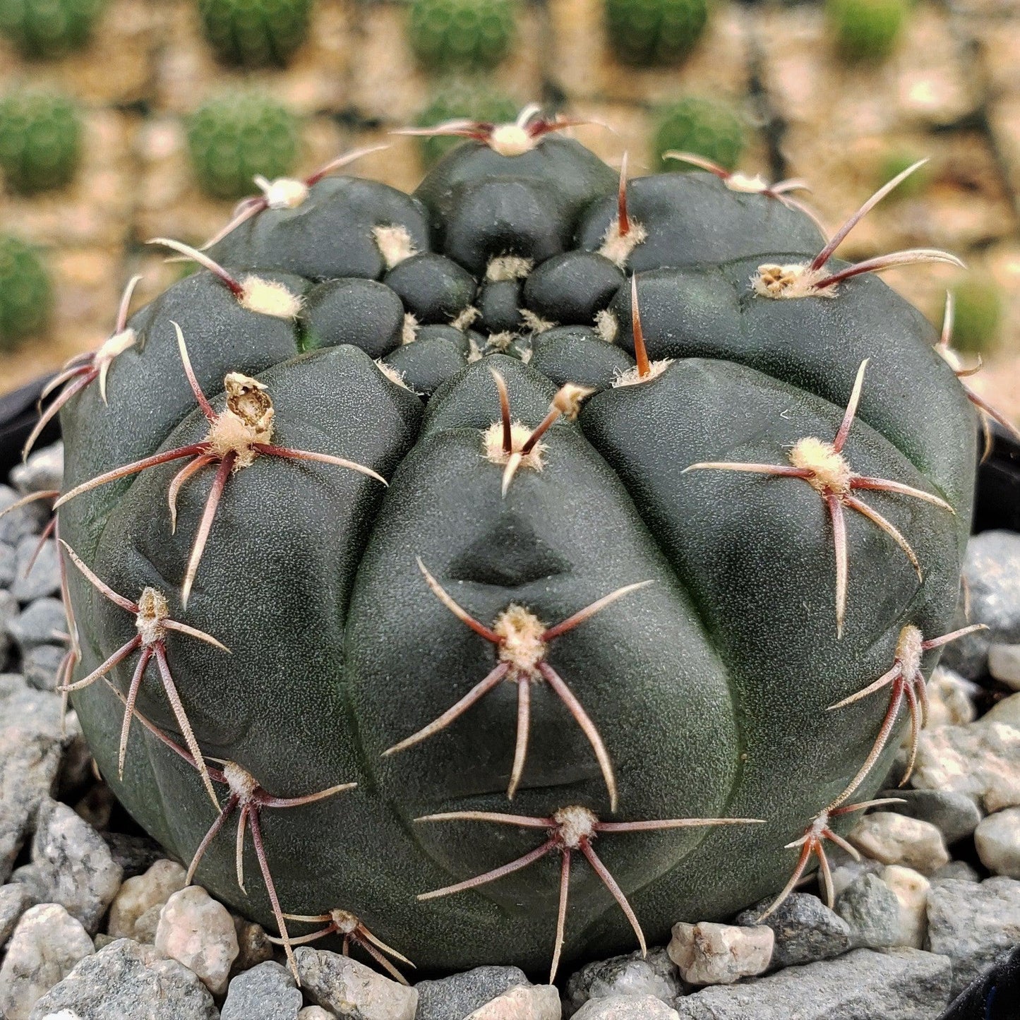Gymnocalycium schroederianum bossii