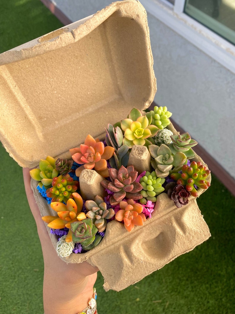 Mini Succulent Cuttings in Egg Carton - Easter Succulents