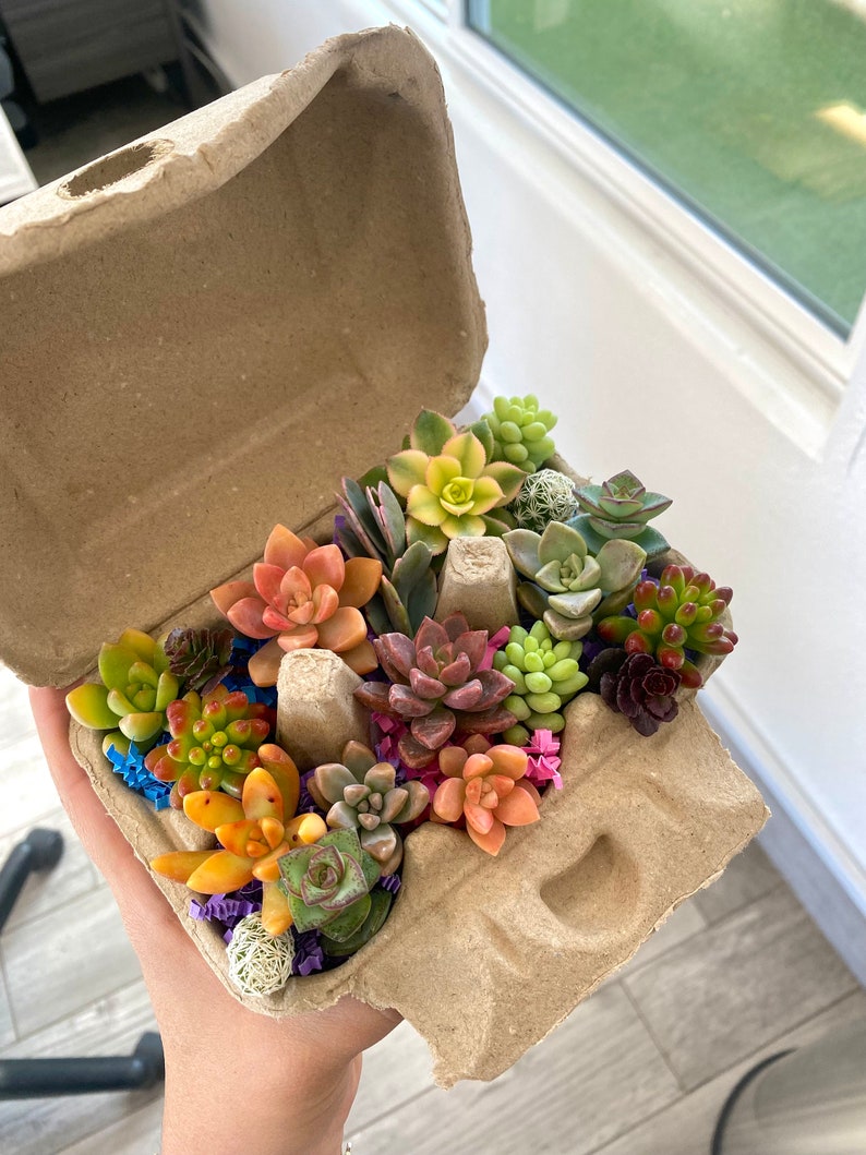 Mini Succulent Cuttings in Egg Carton - Easter Succulents