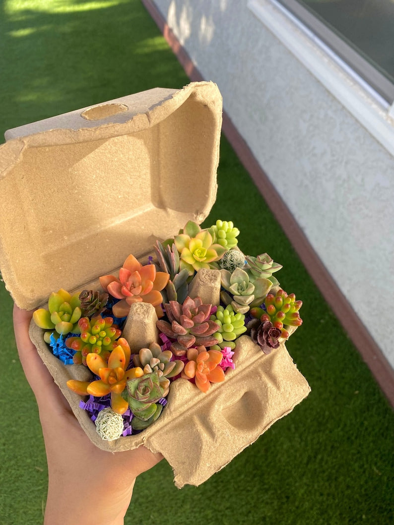 Mini Succulent Cuttings in Egg Carton - Easter Succulents
