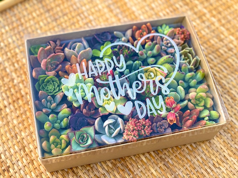30 Mini Succulent Cuttings Gift Box