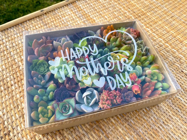 30 Mini Succulent Cuttings Gift Box