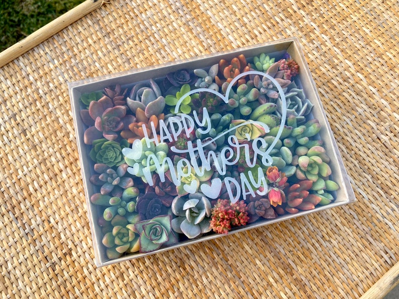 30 Mini Succulent Cuttings Gift Box