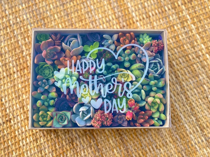30 Mini Succulent Cuttings Gift Box
