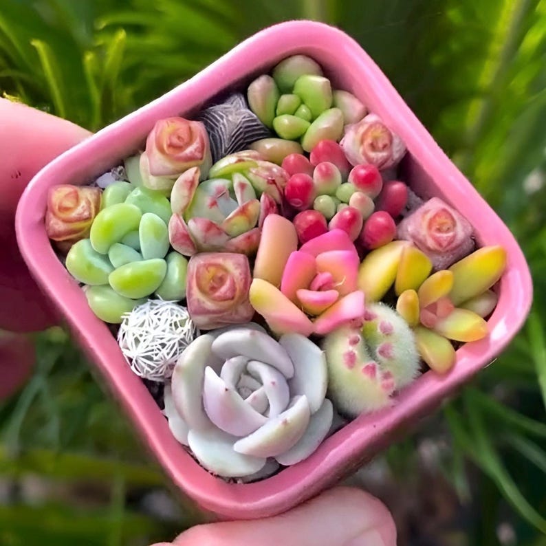 Pixie Candy Dishes: Mini Succulent Pots in Vibrant Colors, planted with brightly colored baby succulents. Gifts, Succulents